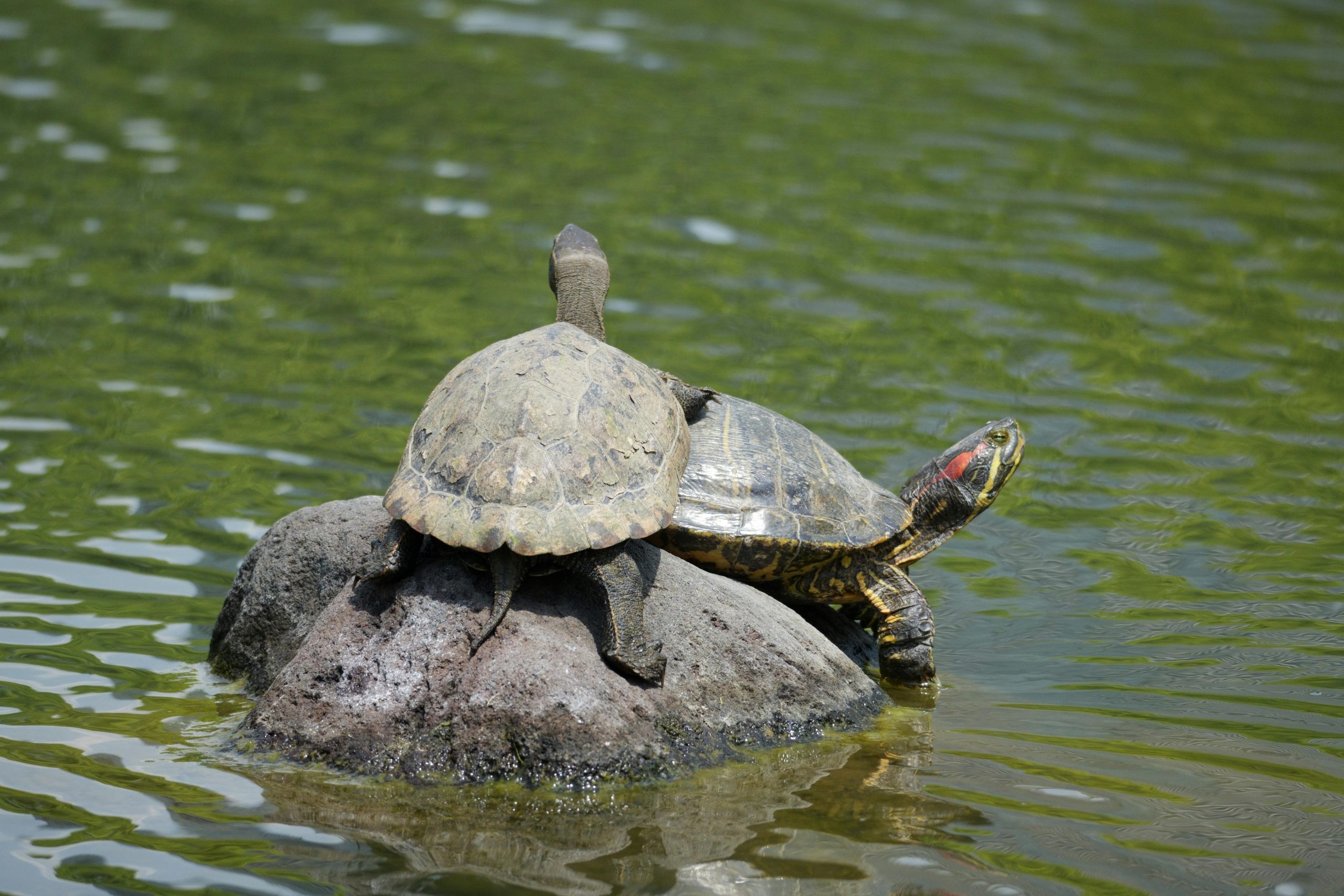 兩人於公園友善互動，初次見面氛圍自然輕鬆