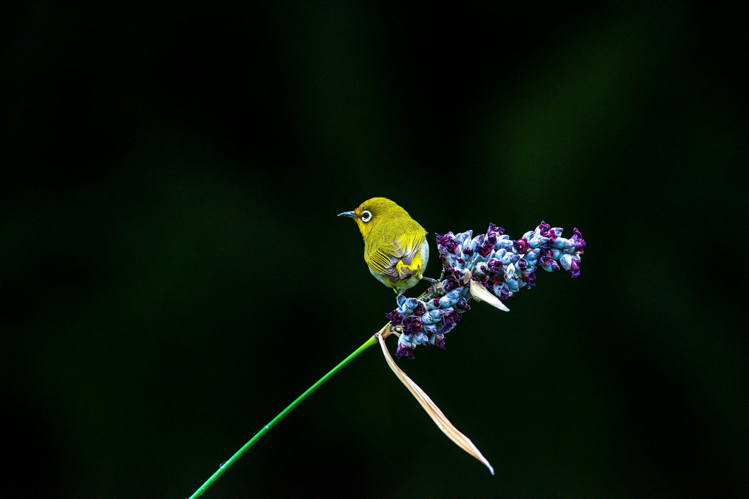 A vibrant Warbling White-eye perched on deep blue flowers in Taipei's natural setting.