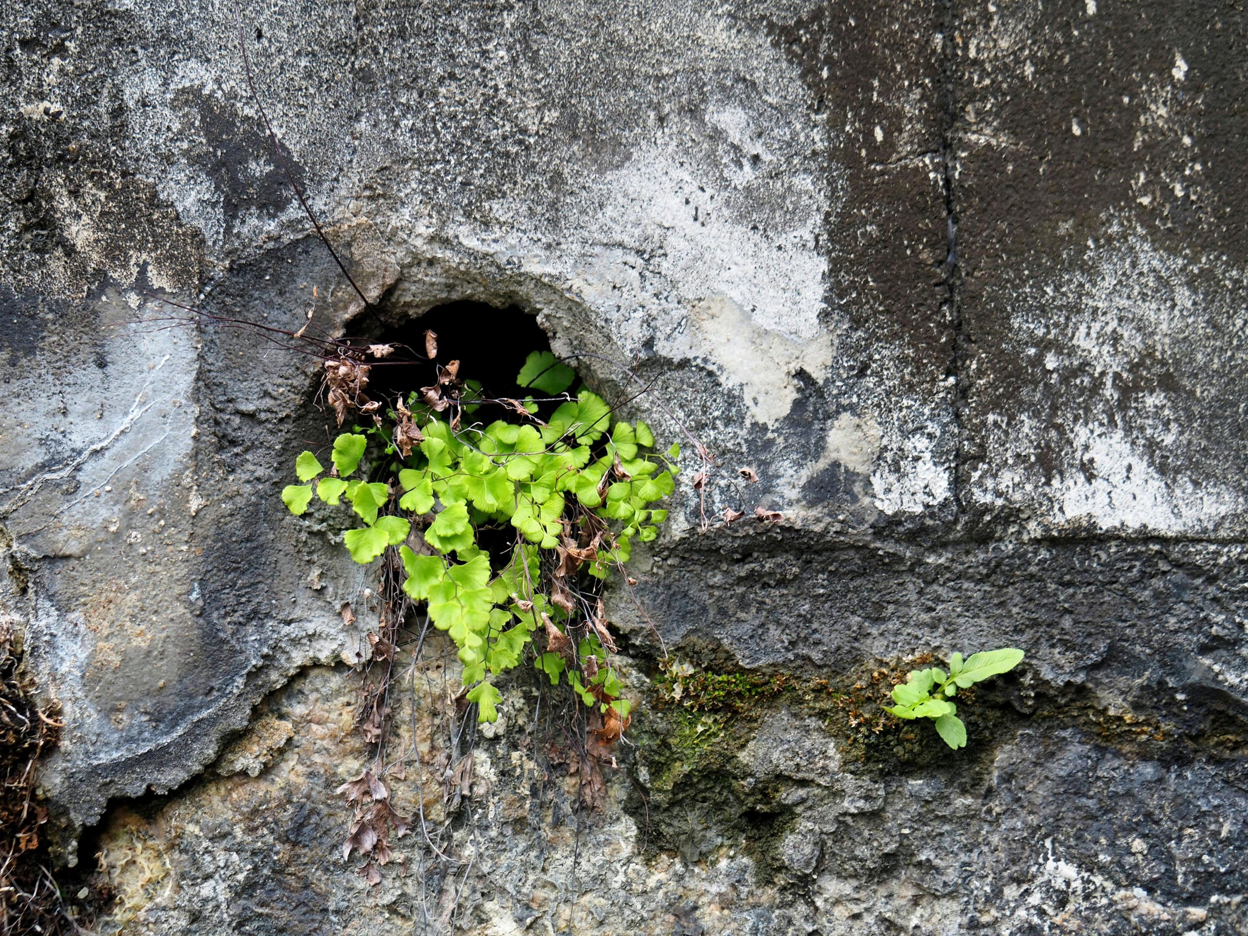 Plants grow resiliently through a wall's cracks, showcasing nature's tenacity in an urban setting.
