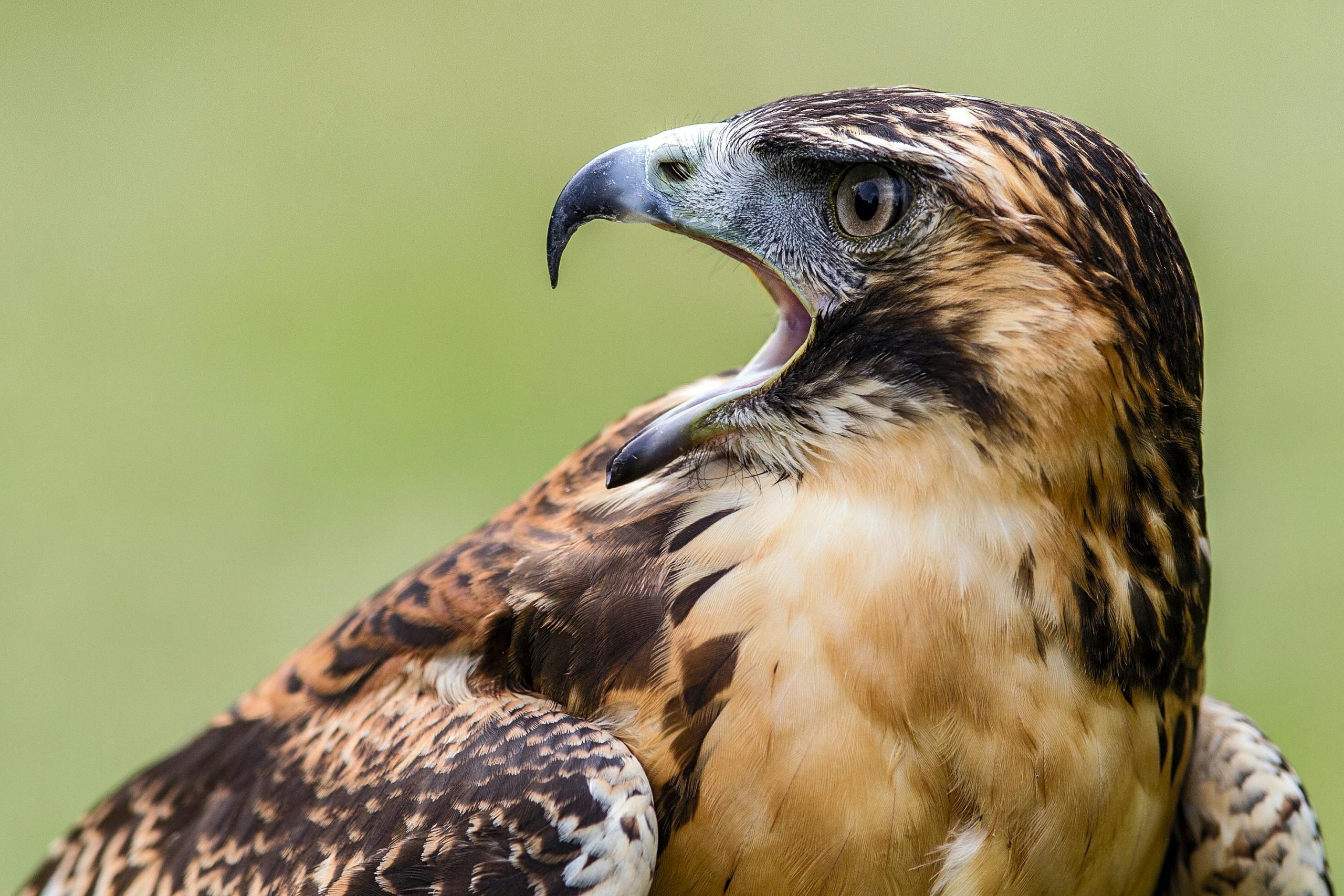 Detailed close-up of a hawk showcasing its predatory gaze and intricate feathers.